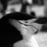 Chin-strap Penguin